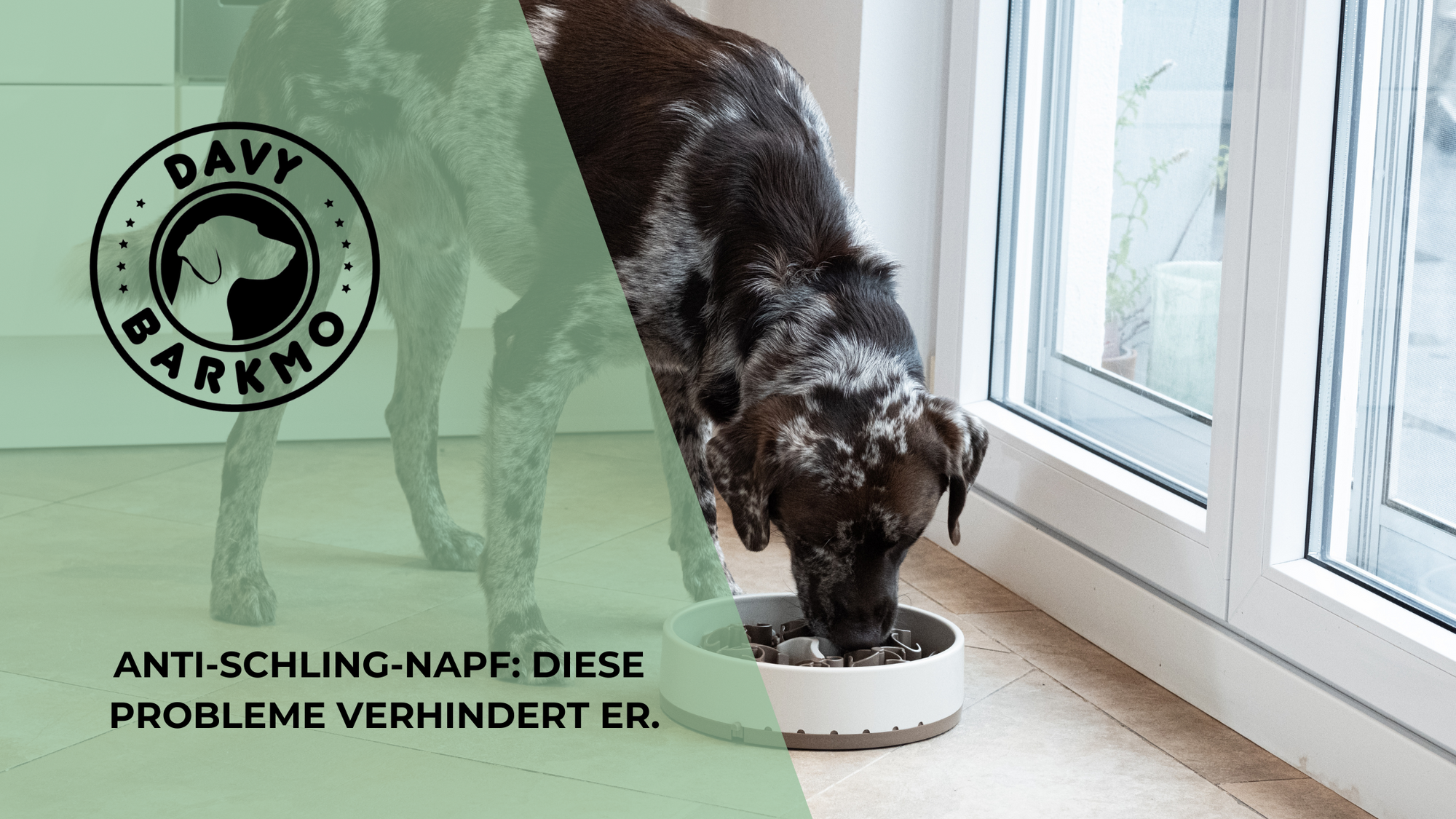 Anti-Schling-Napf: Diese Probleme verhindert er - DavyBarkmo