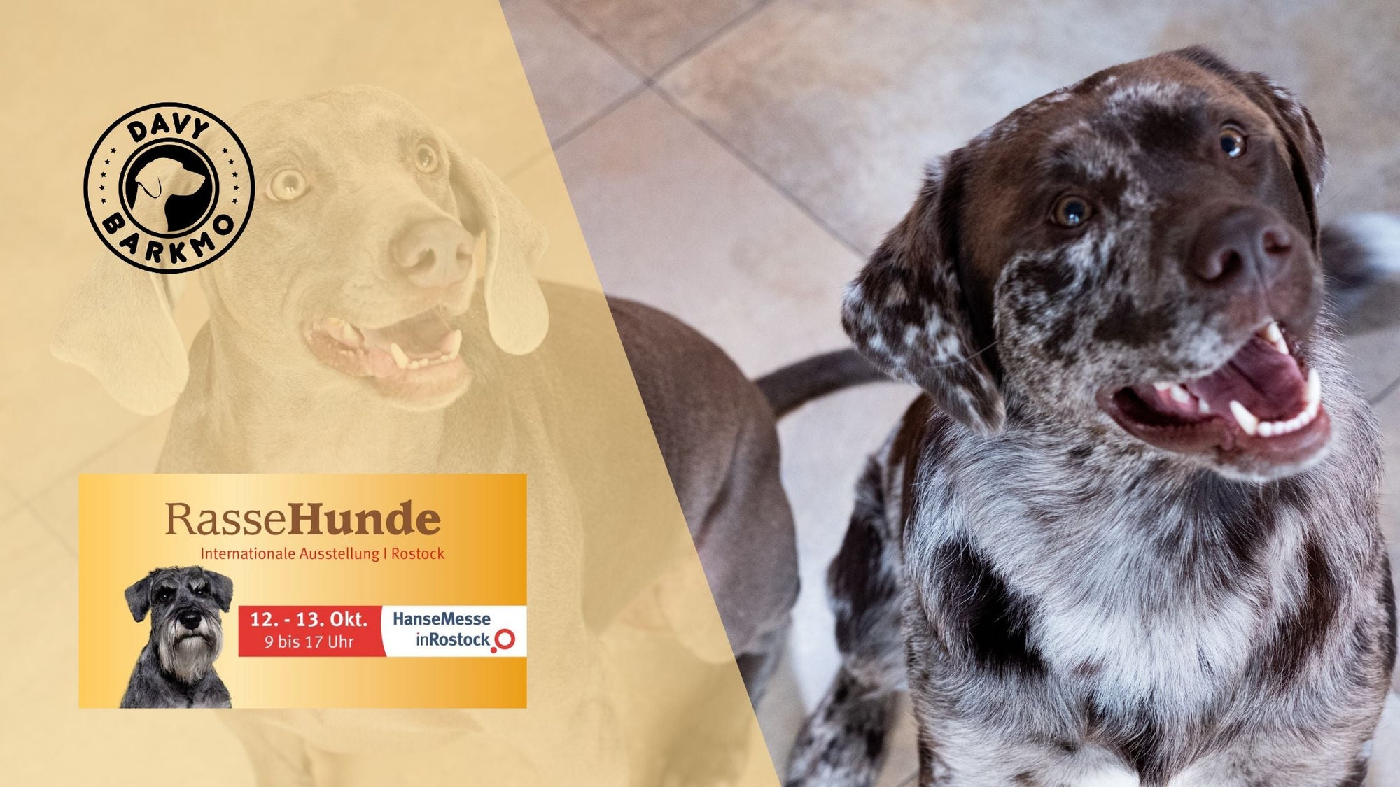 RasseHunde 2024 Rostock: wir sind dabei! 🐾 - DavyBarkmo