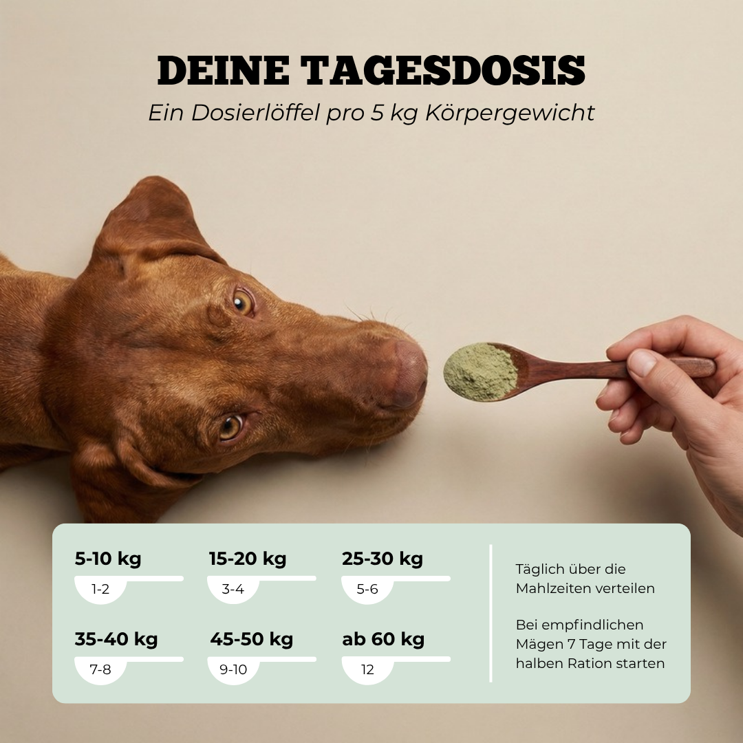Deine Tagesdosis: ein Dosierlöffel Bauch-Balance pro 5 kg Körpergewicht
