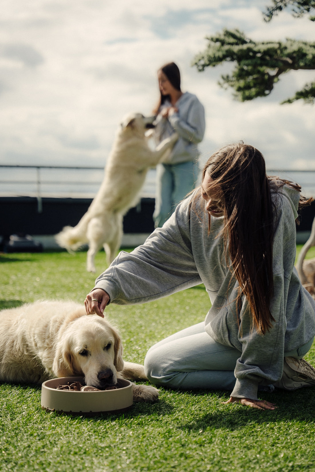 Golden Retriever frisst auf einer Wiese aus einer beigen SoulBowl