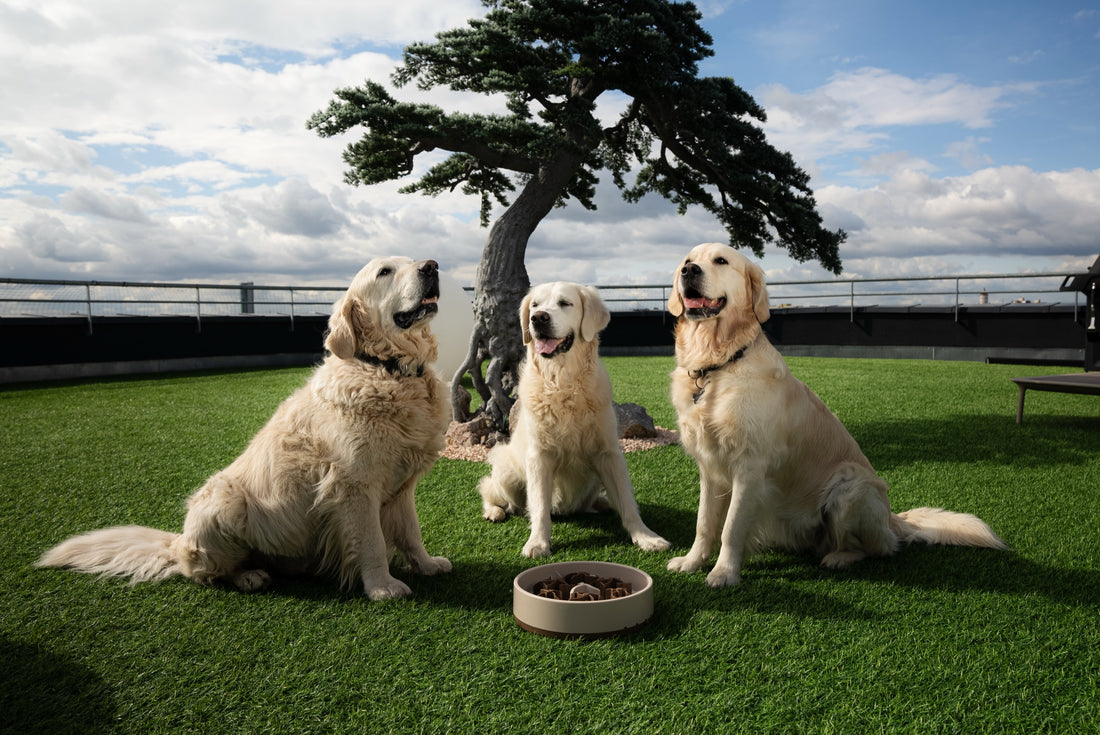 Drei Golden Retriever sitzen auf einer Wiese hinter einer beigen SoulBowl
