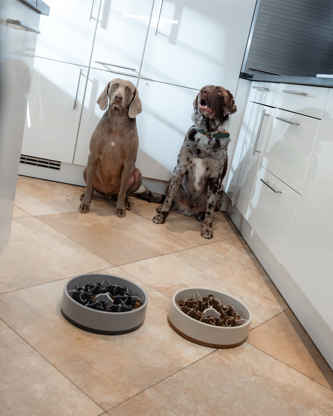 Weimaraner Hunter und Mischling Milo sitzen in der Küche vor zwei gefüllten SoulBowls