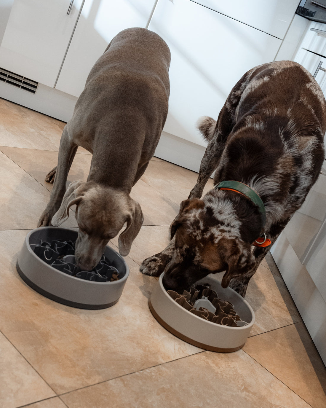 Weimaraner Hunter und Mischling Milo fressen nebeneinander aus zwei SoulBowls