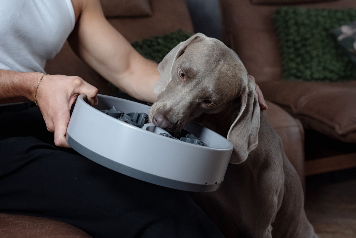 Weimaraner Hunter frisst aus einer grauen SoulBowl, die ein Mann auf dem Schoß hält
