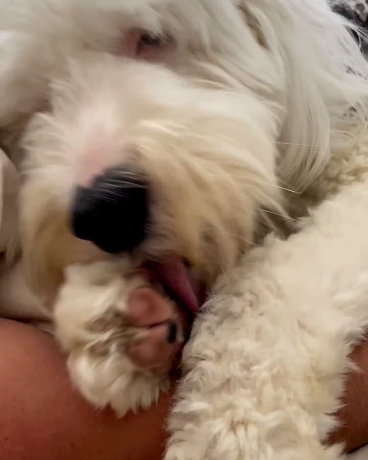 Hund leckt sich die Pfote